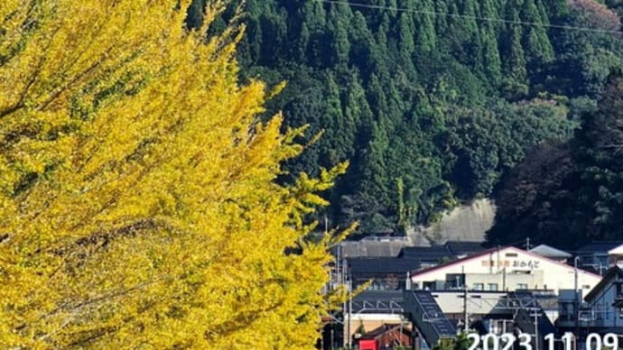 江府町「日野川沿いのイチョウ並木」　11月9日撮影分
