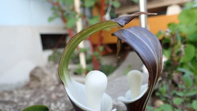 5月の庭のお花たち