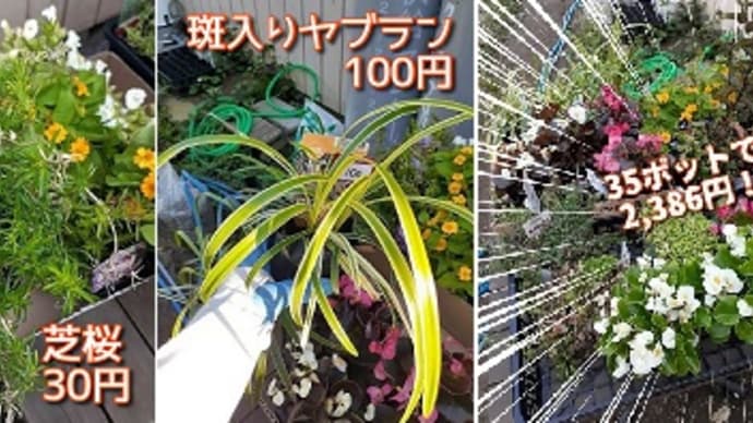今がシーズン?ダメもとで50%OFFの見切り品の花苗をおすすめするとです