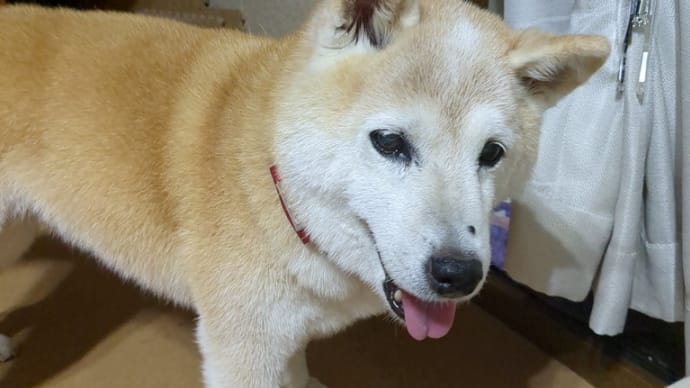 クリンが居なくなって98日・・