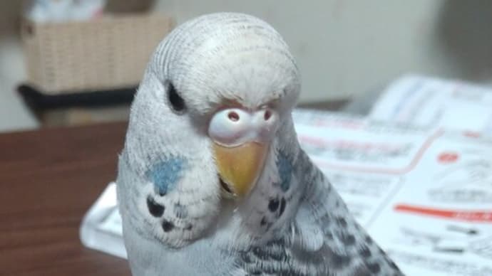 ひなちゃん反抗期?