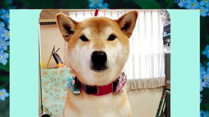 🐕 聞き分けのあるボク❕❕ これがホントの男らしさなんだ❕❕❕ 💛