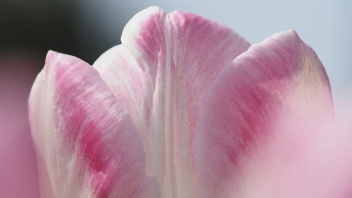 春の花.....チューリップ