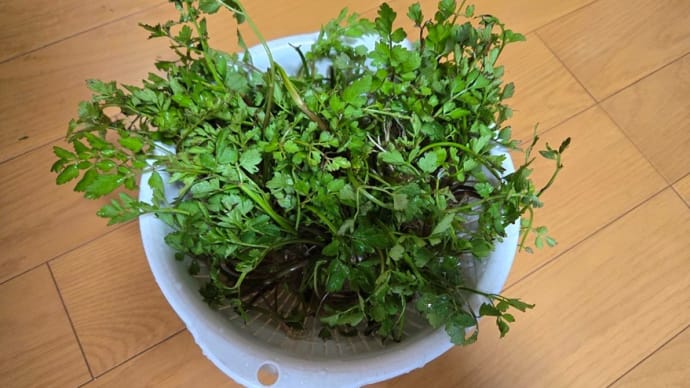 セリとノビル・・・
