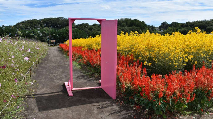 コスモス狩り 群馬県高崎市 第22回鼻高展望花の丘コスモス祭り(3)ピンクのどこでもドア