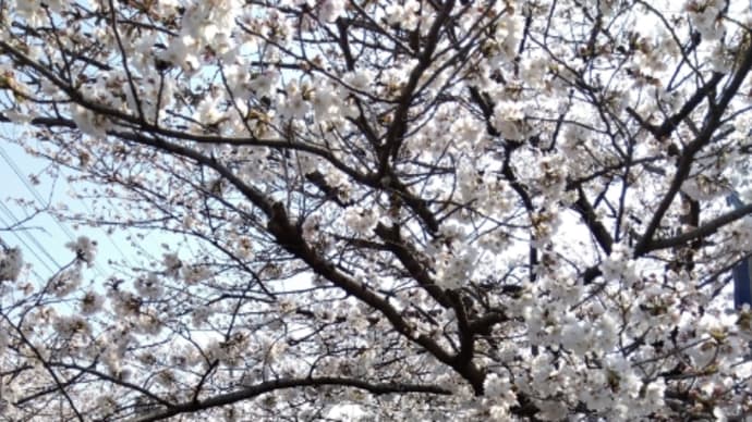 八瀬川のお花見 @太田市