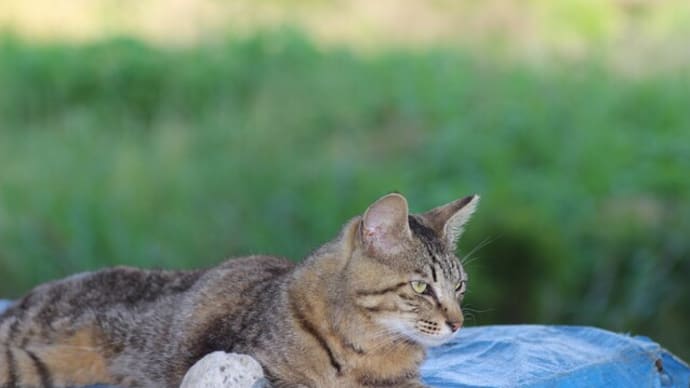 猫 鶴見川の土手 沢渡中央公園