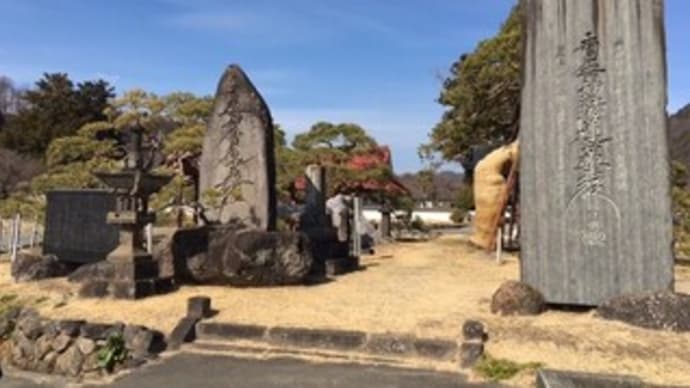 山梨県指定天然記念物　遠照寺のアカマツ　鶴亀の松　夫婦松　北杜市　
