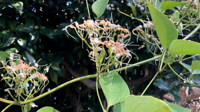 ウオーキング中に出会った植物など_センニンソウ
