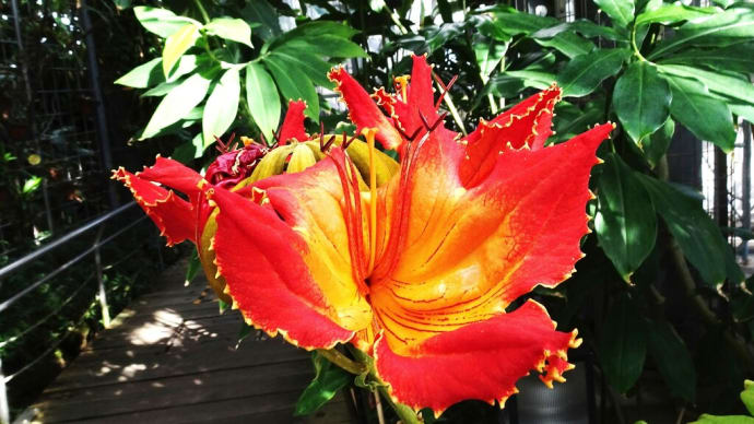咲くやこの花館シリーズ カエンボクなど 熱帯花木室編