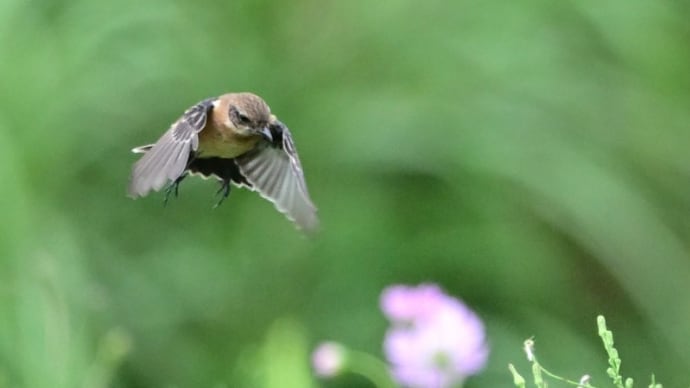 トミーの写真散歩!