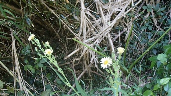 秋茄子を待ってたのに、、(アキノノゲシ)
