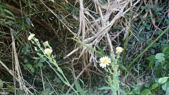 秋茄子を待ってたのに、、（アキノノゲシ）