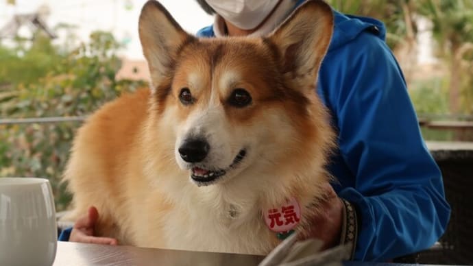 川崎コーギーズオフ会 ソレイユの丘