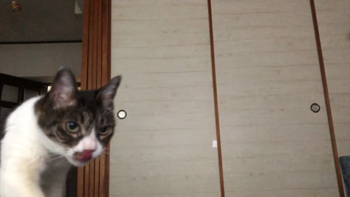 猫とミニマリストと 猫とミニマリストと