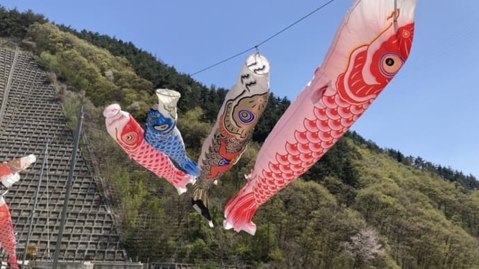 浅川ダム　３年ぶりに鯉のぼりが掲揚されました！