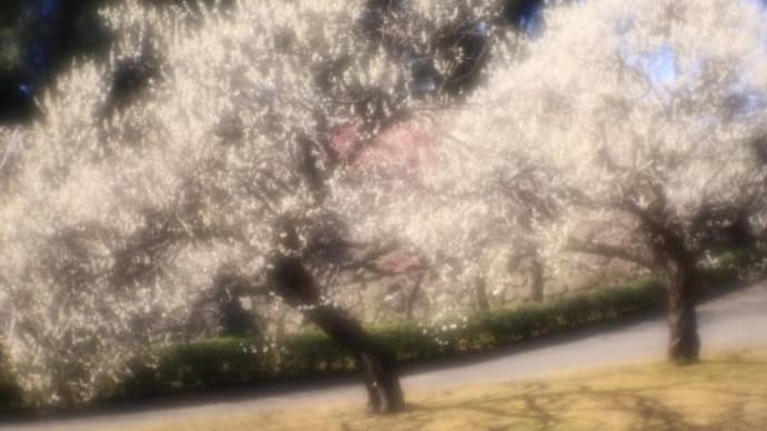 2025年 2月27日(木)の「皇居東御苑」と皇居「北の丸公園」(3)