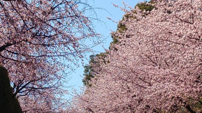 武州 川口 安行桜