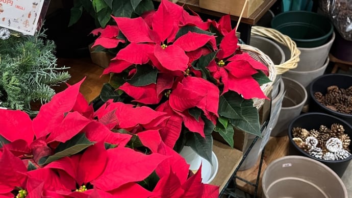 クリスマスパフォーマンス✨🎄