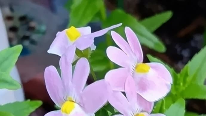 ネメシア 再び開花 他 20240918