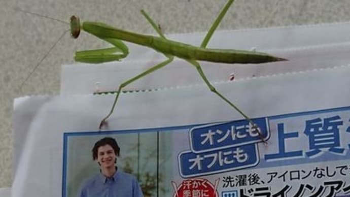 カマキリどこから？頂き野菜収穫野菜。