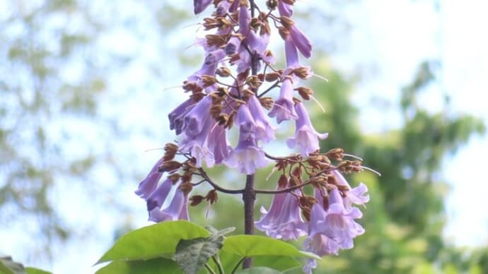 桐の花