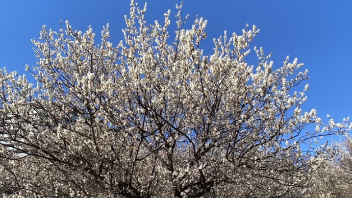 河津桜と白梅、そしてメジロ & はったい粉の練り物