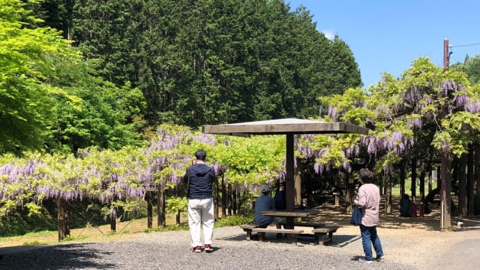 才の神の藤