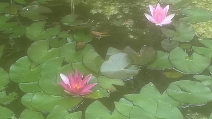 綺麗だよ