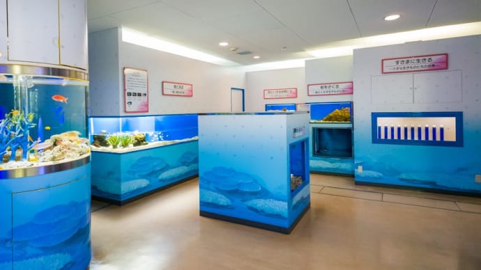 東海大学海洋科学博物館 1F きらきら★ラグーン FILE:4