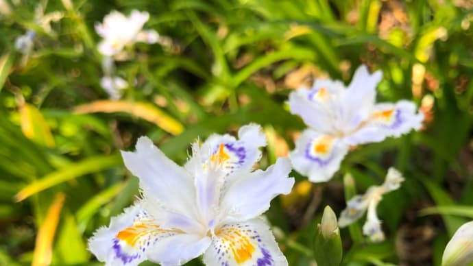 道端の雑草たち
