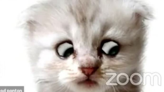 猫 裁判