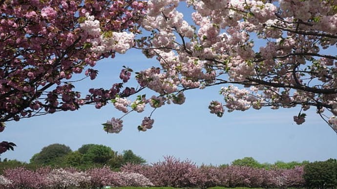 ネーブルパークの八重桜(^^♪