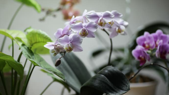 冬の愉しみ、胡蝶蘭の開花
