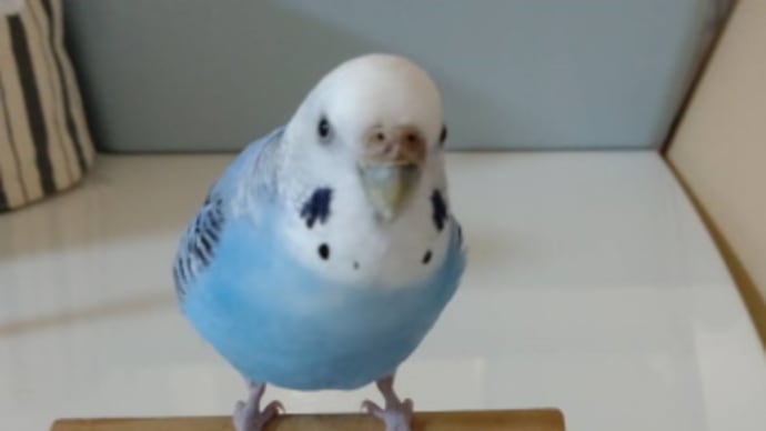 グルメなまるちゃん