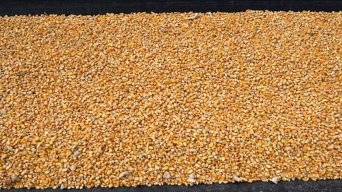 メキシコ、飼料用などのGMトウモロコシ禁止期限撤回 食用は維持