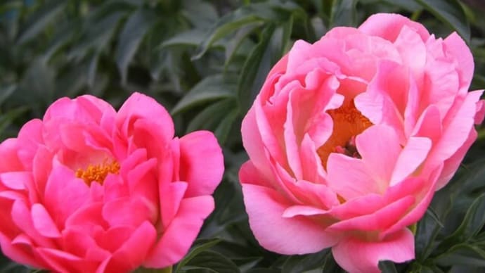 この一年に咲いた花 ♬情熱の花🎵