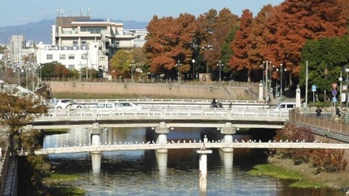 庄下川のユリカモメ