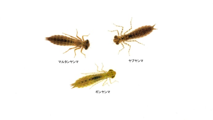 ヤゴって面白い 12
