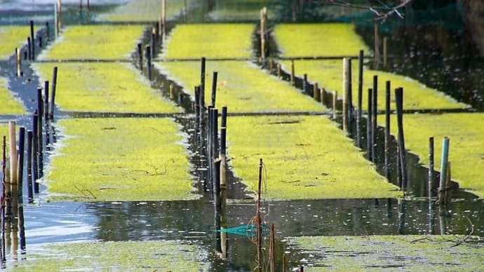 海苔養殖の海