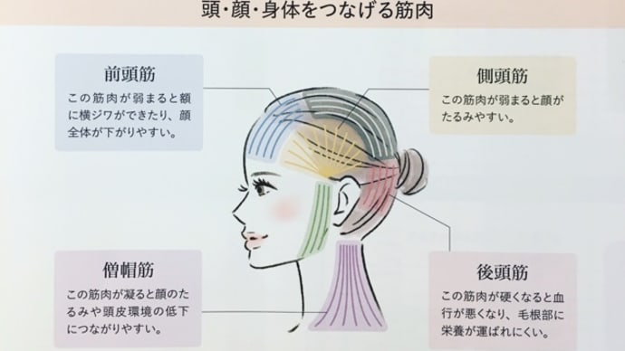頭皮が1mmたるむと、顔は1cmもたるむ!