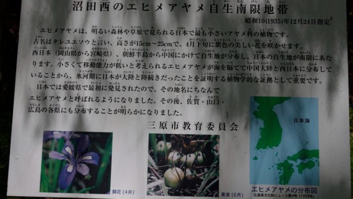 エヒメアヤメ