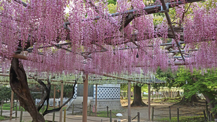 江南市　曼陀羅寺の藤まつり　５