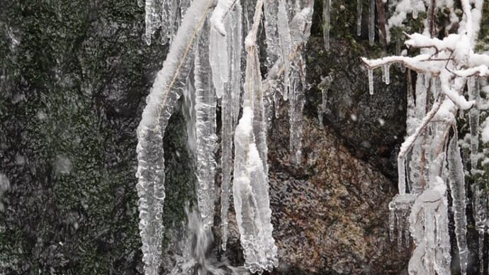 大雪警報中のニホンカモシカ