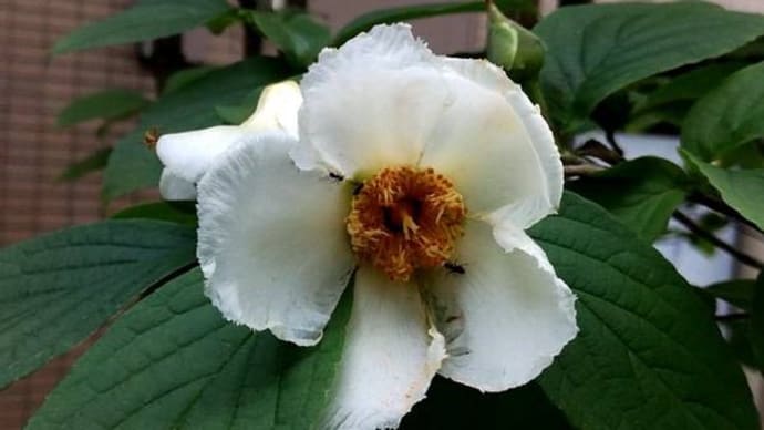 発芽したよ~