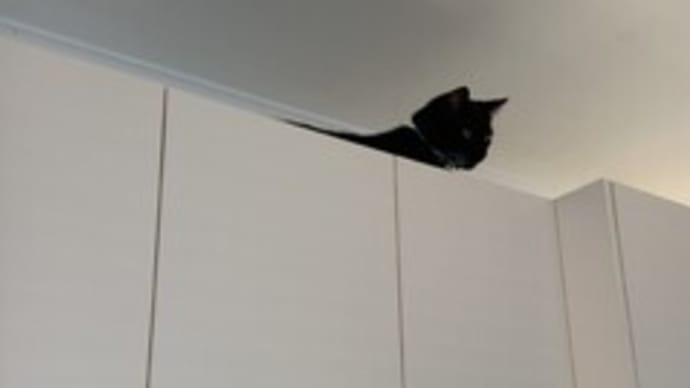 下々の者
