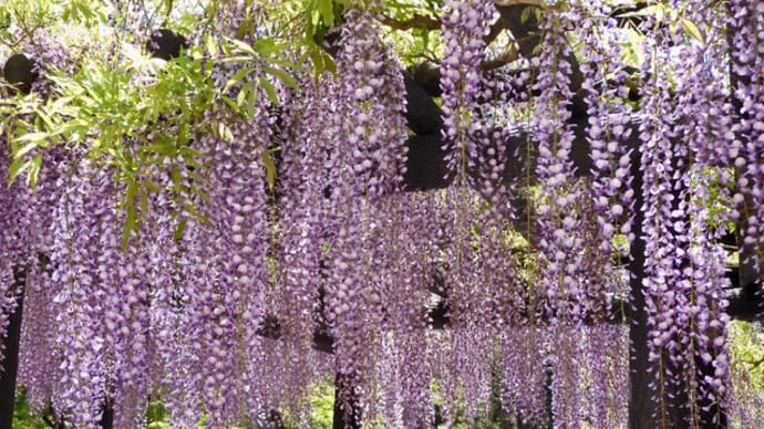 中村公園の藤