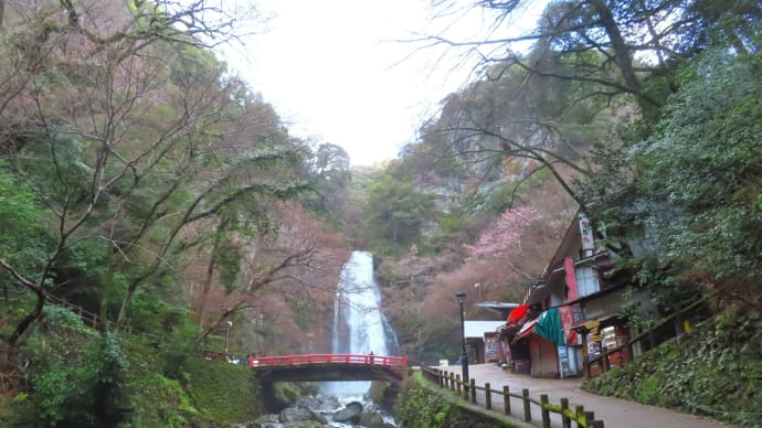 箕面川のカワガラス ・・・ 3月27日