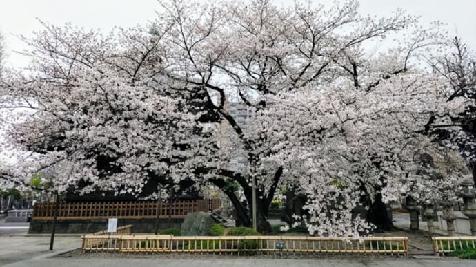 諏訪山吉祥寺の桜（その4）