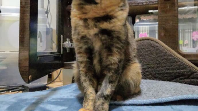 写真が嫌いな猫